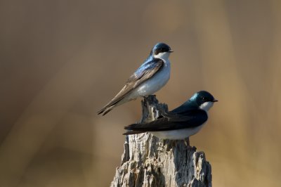 Hirondelles bicolore - Tree Swallow