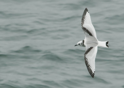 Mouette tridactyle juvénile- Black-legged Kittiwake juvenile