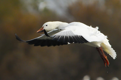 Oie des neiges - Snow Goose