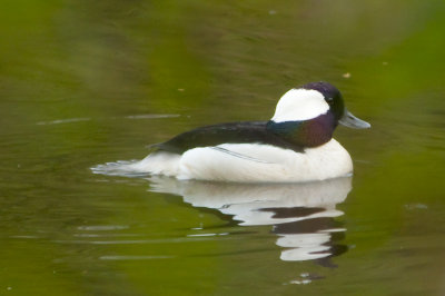 Petit garot mâle - Bufflehead male