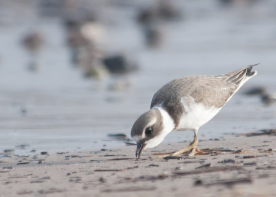 Pluvier semipalmé hiver - Semipalmated Plover winter