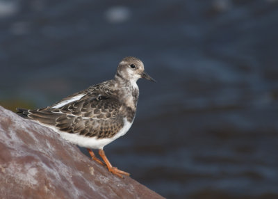 Tournepierre à collier hiver - Ruddy Turnstone