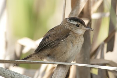 Troglodyte des marais oisillon - Marsh Wren chick