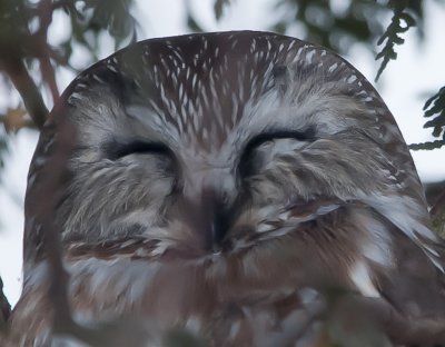 Petite Nyctale - Northern Saw-whet Owl