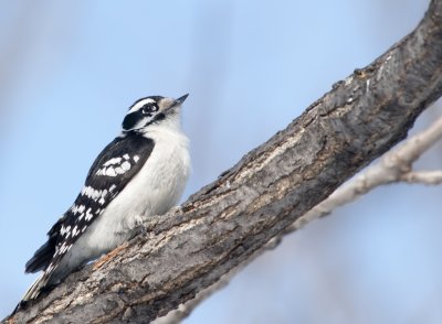 Pic mineur - Downy Woodpecker