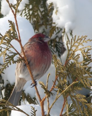 Roselin familier mâle - Male House Finch