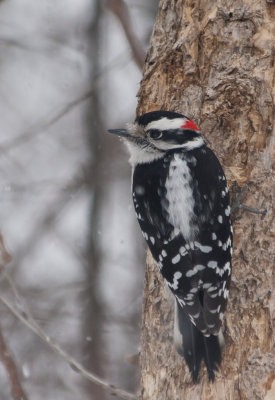 Pic mineur mâle - Downy Woodpecker Male