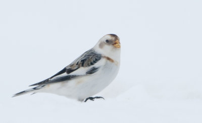 Plectrophane des neiges - Snow Bunting