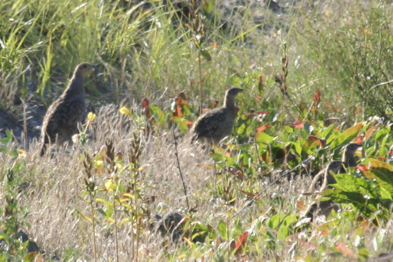 Grey Partridge - Maasvlakte 08-09-2012.jpg