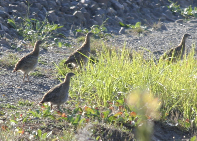 Grey Partridge - Maasvlakte 08-09-2012.jpg