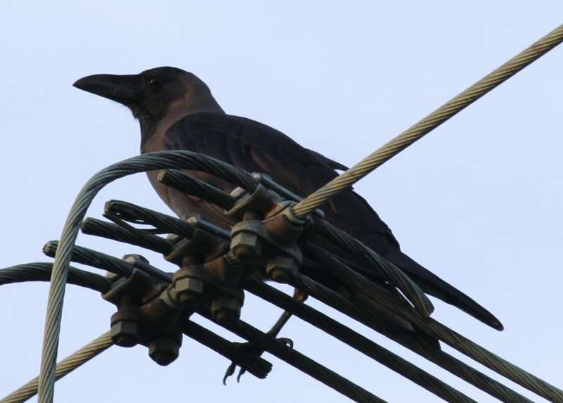 House Crow (Corvus splendens) Hoek van Holland