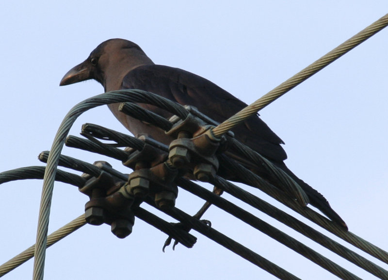 House Crow - Hoek van Holland 08-09-2012.JPG