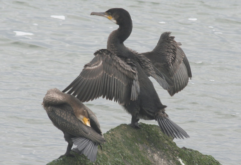Atlantic Great Cormorant (Phalacrocorax carbo carbo) on the right - IJmuiden Zuidpier