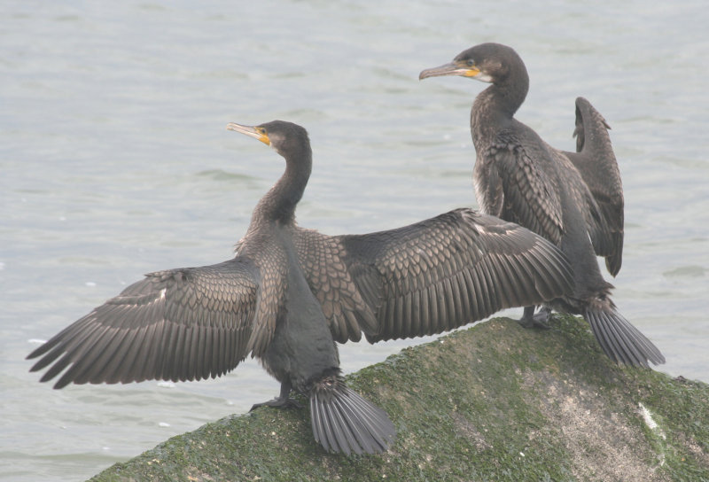 Atlantic Great Cormorant (Phalacrocorax carbo carbo) on the right - IJmuiden Zuidpier