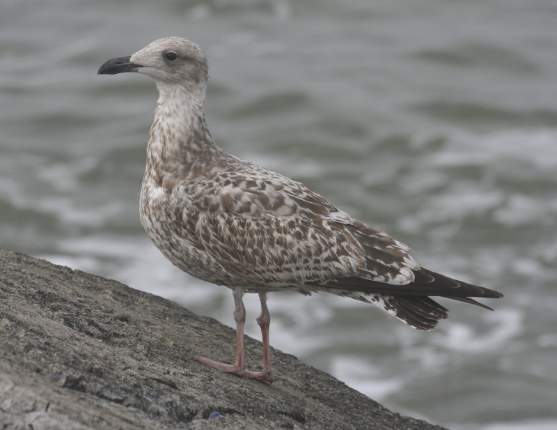 Herring Gull (Larus argentatus) IJmuiden Zuidpier.JPG