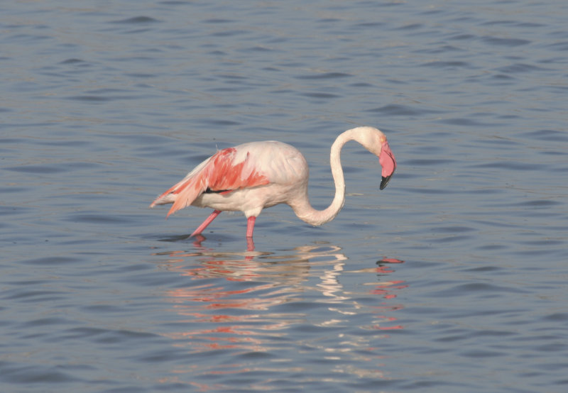 Greater Flamingo (Phoenicopterus roseus) Salines de Molentargius, Sardinia