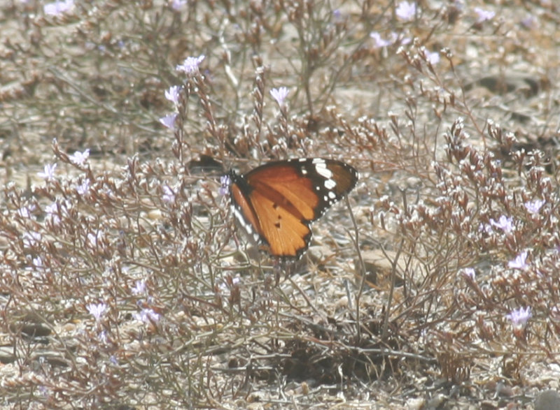 African Monarch (Danaus chrysippus) Sardinia - Cagliari - Salines de Molentargius