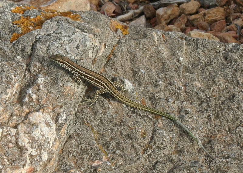 Tyrrhenian Wall Lizard (Podarcis tiliguerta) Capo Spartivento, Sardinia