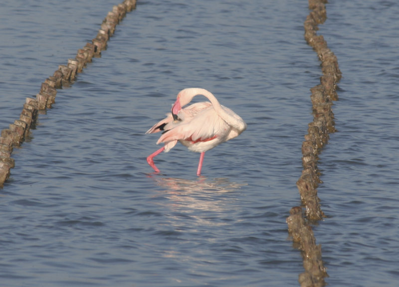 Greater Flamingo (Phoenicopterus roseus) Salines de Molentargius, Sardinia