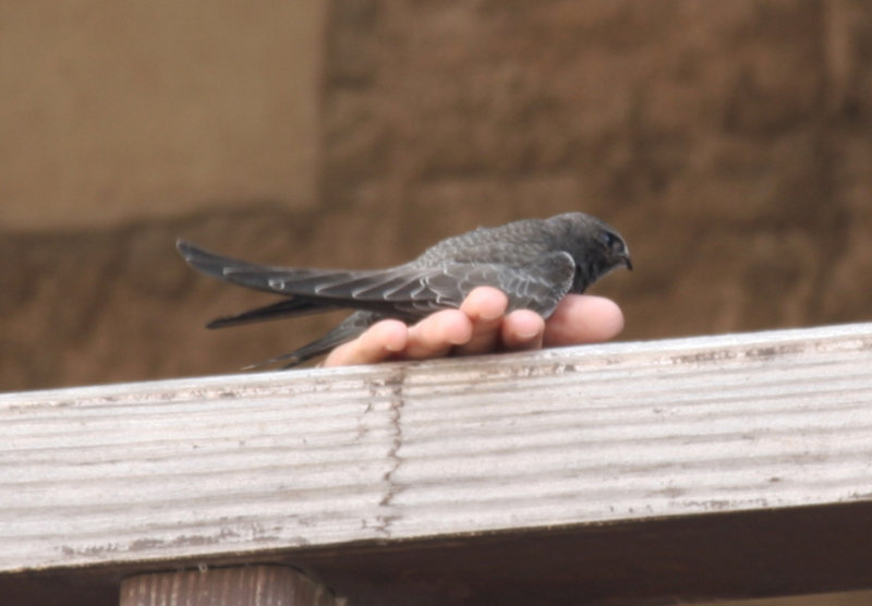 Pallid Swift (Apus pallidus) Cagliari, Sardinia