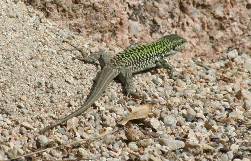 Italian Wall Lizard (Podarcis siculus) Cagliari, Botanical Garden