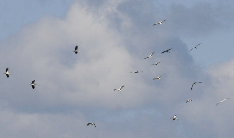 White Storks (Ciconia ciconia) Ackerdijksche Plassen.JPG