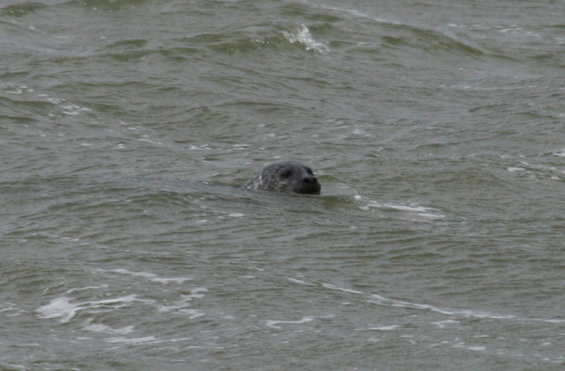 Common Seal (Phoca vitulina) IJmuiden Zuidpier 14-10-2012