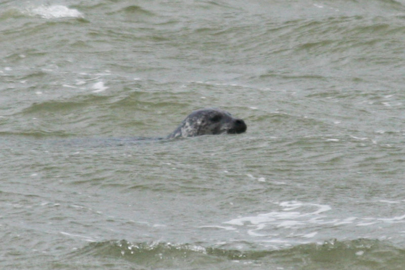Common Seal (Phoca vitulina) IJmuiden Zuidpier 14-10-2012