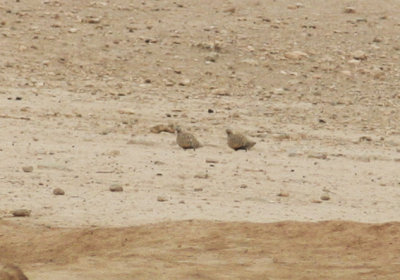 Black-bellied Sandgrouse (Pterocles orientalis) Los Monegros Aragon Spain 3-4-2012.JPG