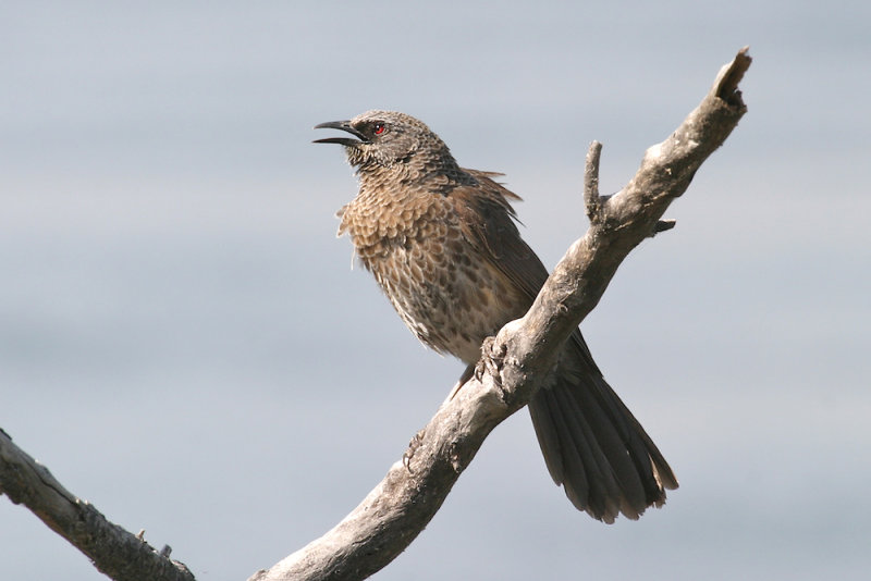 Hartlaubs Babbler