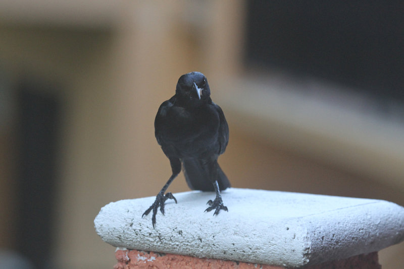 Melodius blackbird