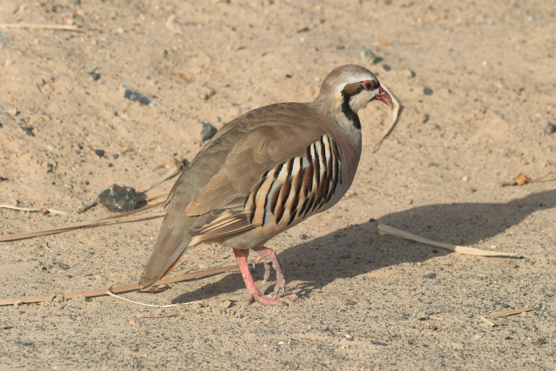 Chukar