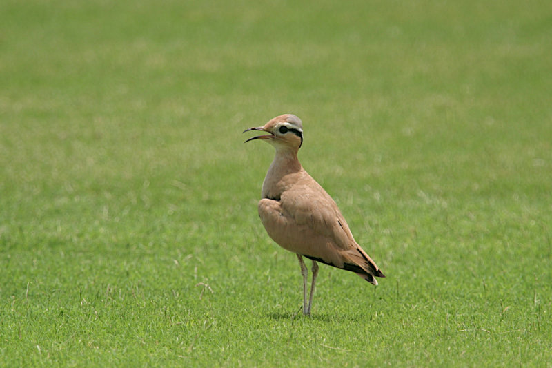 Cream-coloured courser