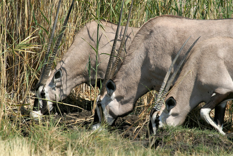 Gemsbok