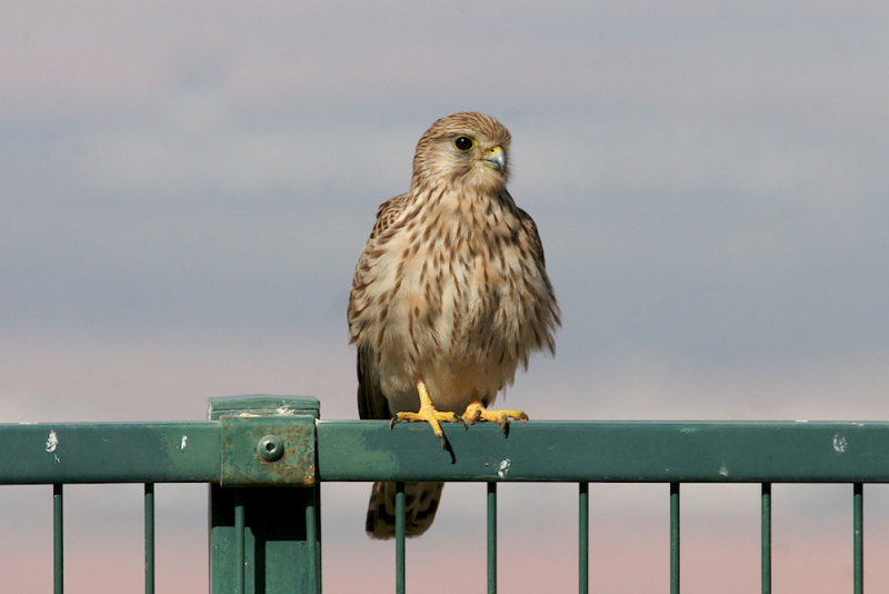 Common kestrel