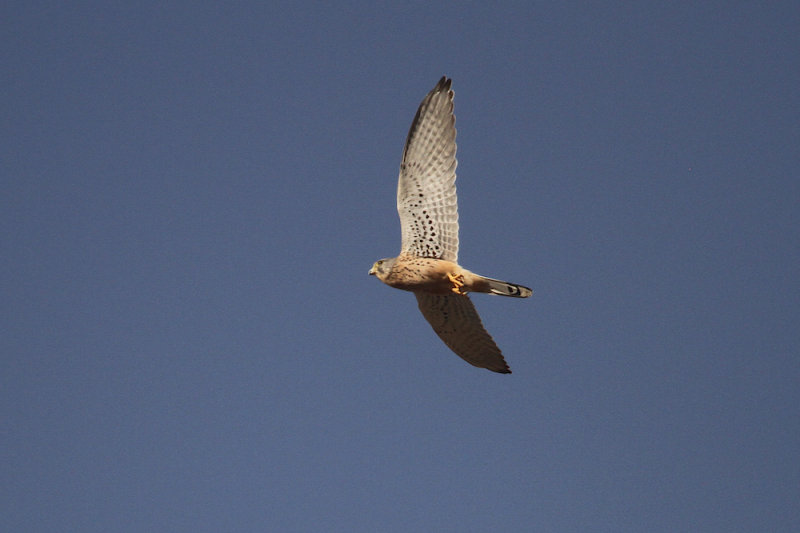 Common kestrel