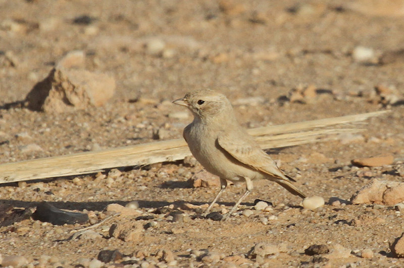 Bar-tailed lark