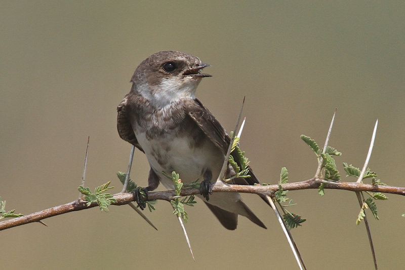 Sand martin