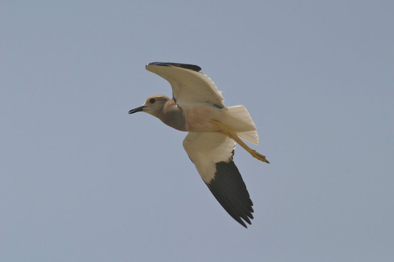 White-tailed plover