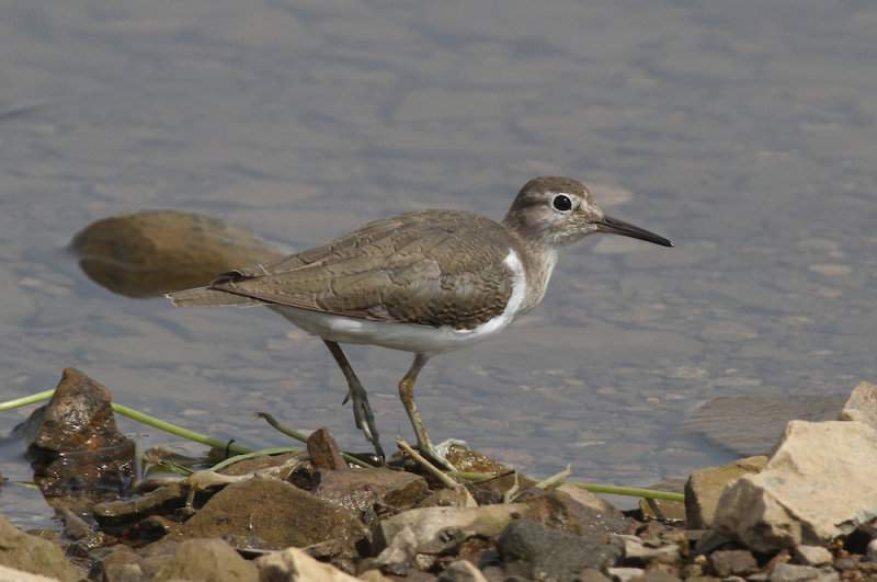 Common sandpiper