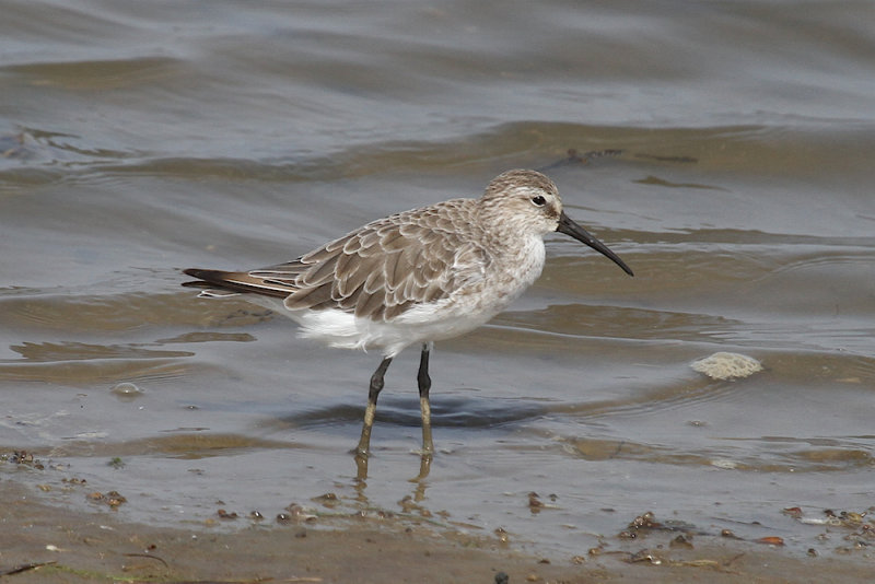 Curlew sandpiper