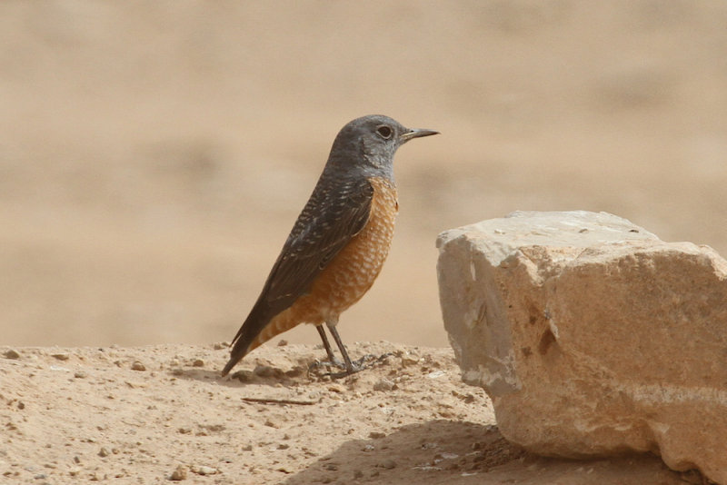 Rock thrush