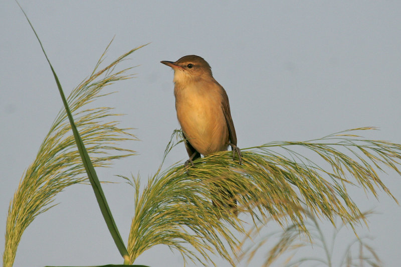 Clamorous reed warbler