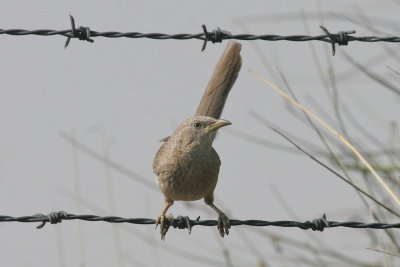 Babblers - Mockingbirds (5)