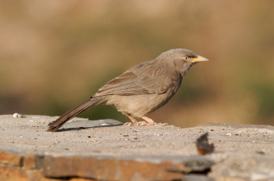 Jungle babbler