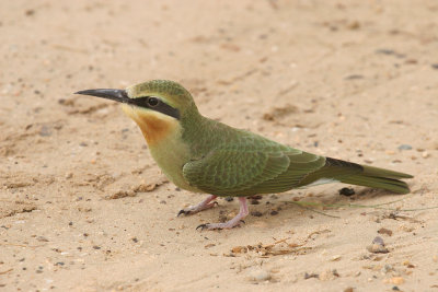 Blue-cheeked bee-eater