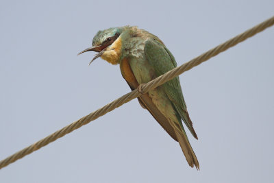 Blue-cheeked bee-eater