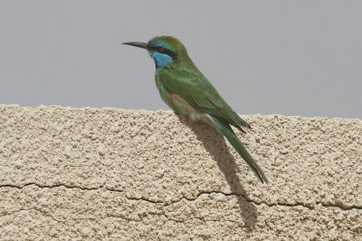 Green bee-eater