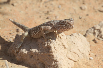 Yellow spotted agama