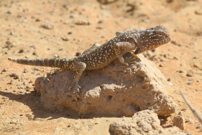 Yellow spotted agama